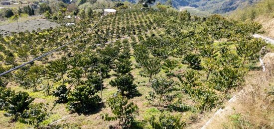 CCR President leading First Taiwan Coffee Private Collection Auction